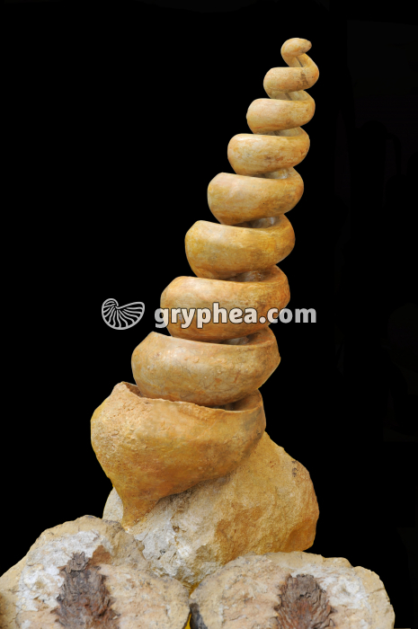 Gastéropode fossile (moulage interne ou endocaste) - gryphea.com